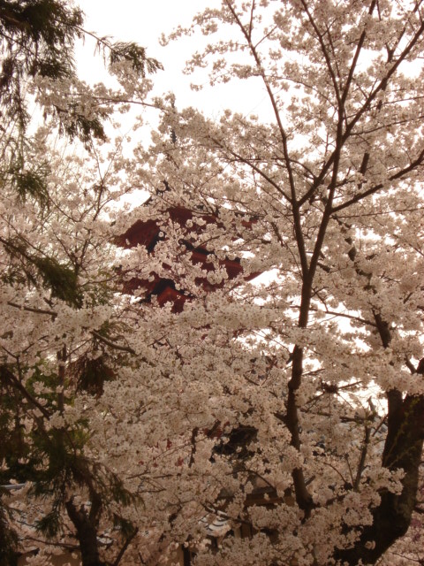 cherry blossom on miyajima island